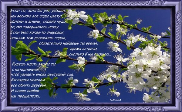 Стихи про сирень короткие и красивые