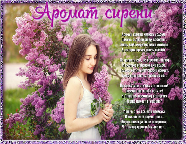 Красивые фразы про сирень