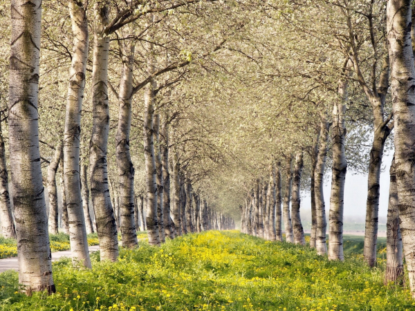 Весенний лес деревья