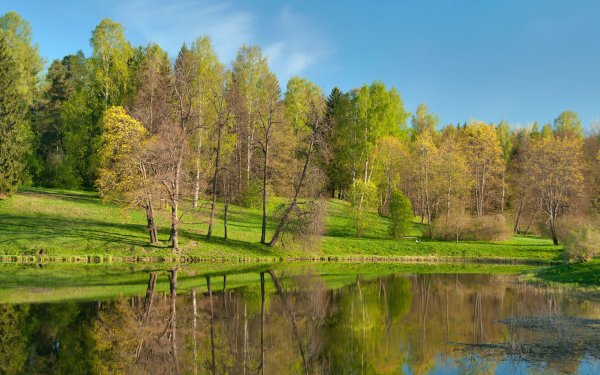 Березовая роща Таруса