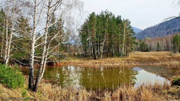 Прогулка в весеннем лесу