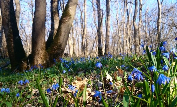 Озеро в лесу камыш