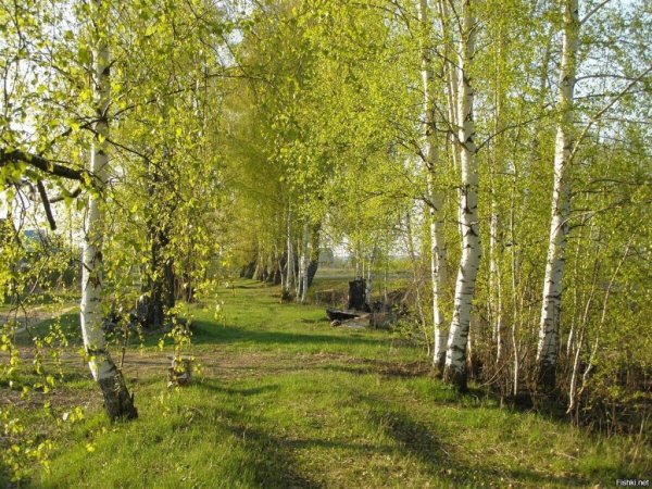 Холмистый луг