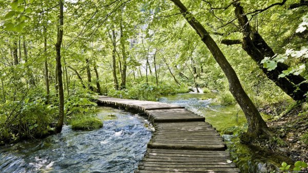 Природа ручей