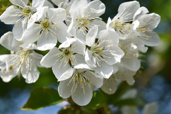 Мелкие белые Яблоневый цвет