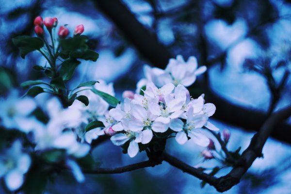 Яблони в цвету