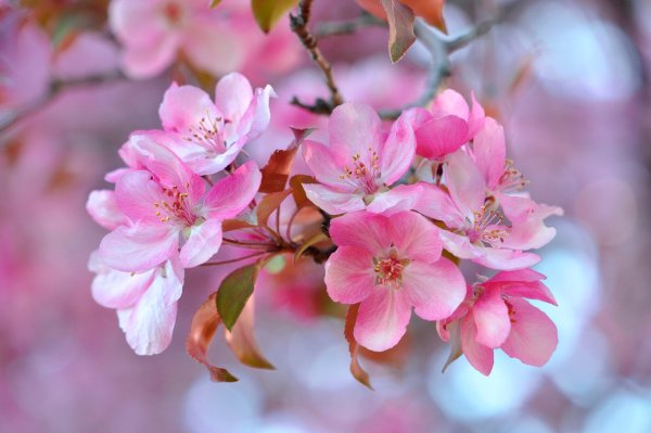 Яблоня Успенское