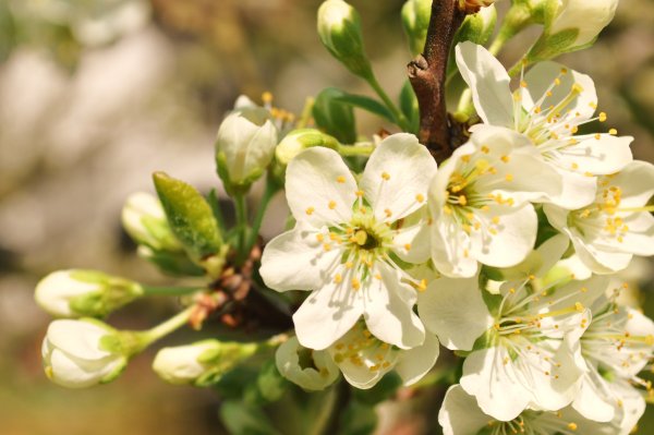 Яблоня Эстетика