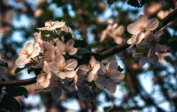 Ветка цветущей яблони