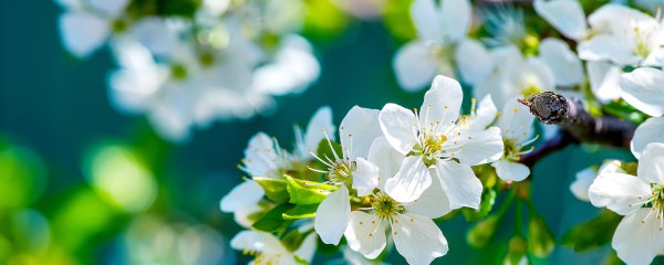 Распускается яблоня