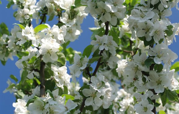 Сакура яблоня