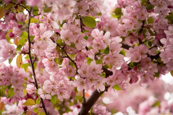 Цветы яблони