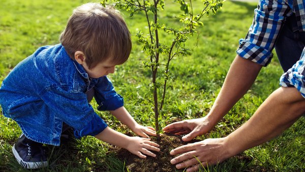 Высадка деревьев