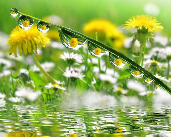 Летнее утро одуванчики