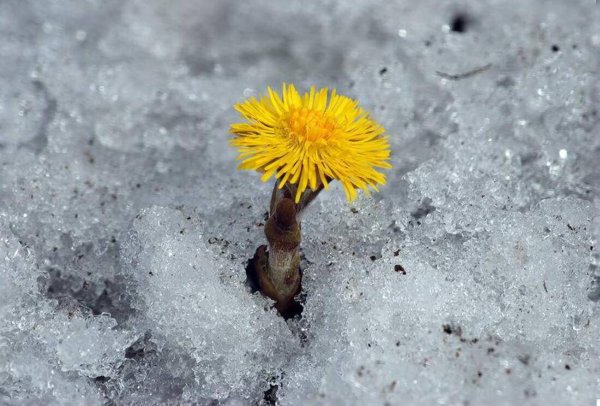 Одуванчик в снегу