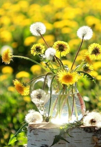 Доброе утро одуванчики