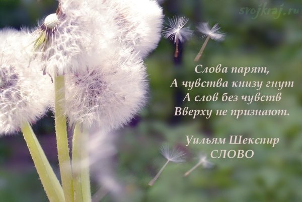 Статусы про одуванчики