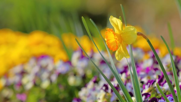 Нарциссы и Анютины глазки