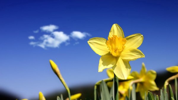 С днём рождения христианские поздравления