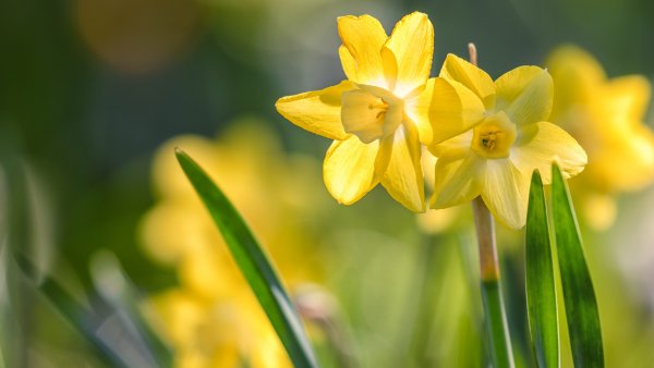 Нарцисс гибридный желтый