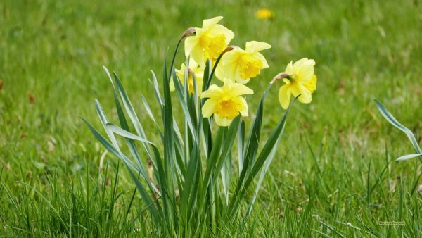 Нарцисс Куатреказаса