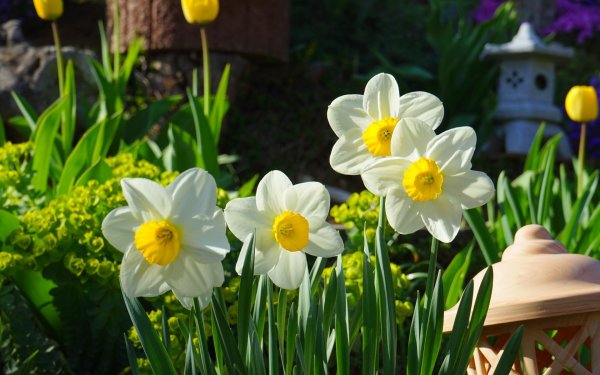 Нарцисс вечером