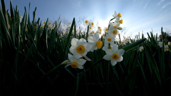 Нарцисс Веддинг Беллс