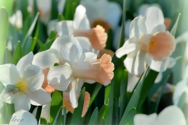 Первоцветы нарциссы