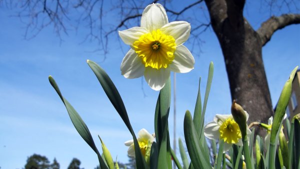 Нарцисс Уайт триумфатор