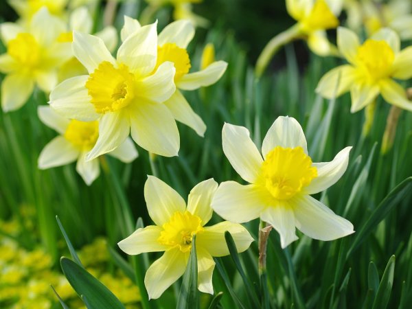 Луга нарциссов Англии