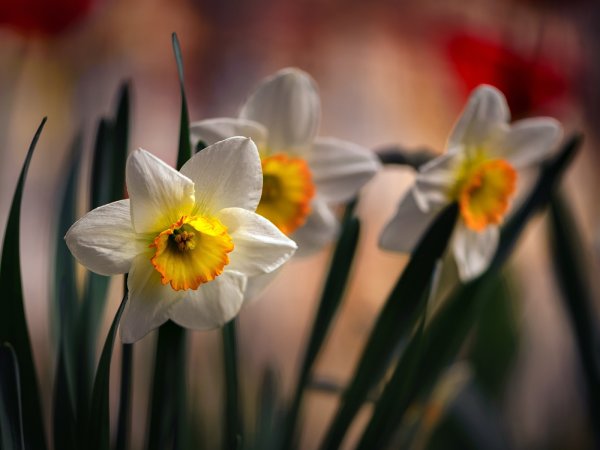 Желтый Нарцисс