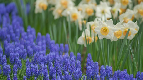 Весенние цветы