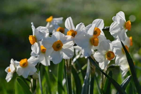Веточка цветов нарциссы