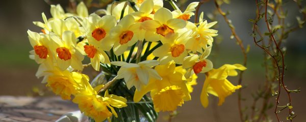 Первоцветы луковичные желтые