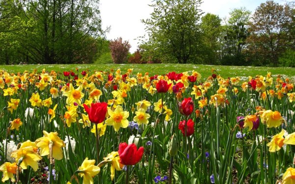 Нарцисс синий