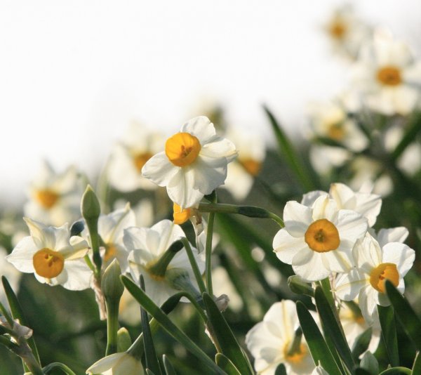 Нарцисс полевой