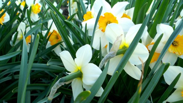 Нарцисс Вергер