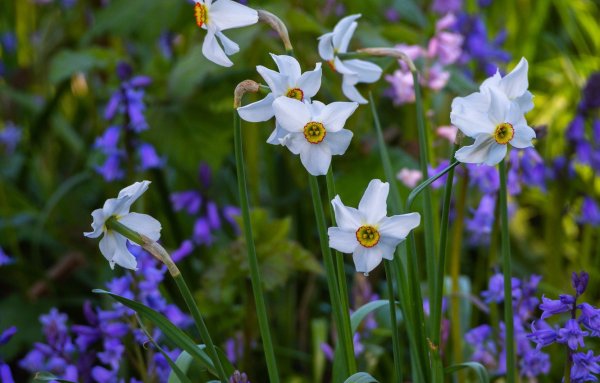 Нарцисс спринг Сан