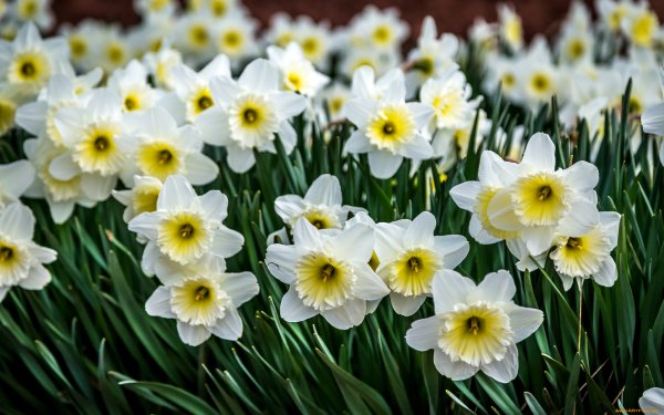 Нарцисс Таити