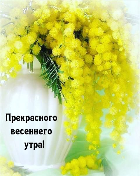 Весенние цветы Мимоза