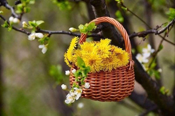 Доброе утро солнечное Весеннее природа