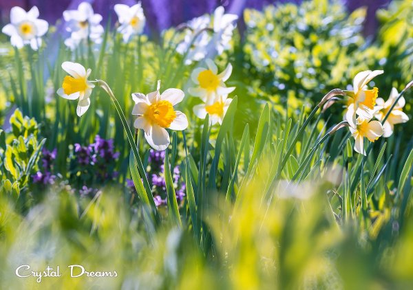 Крым тюльпаны Кояшского озера