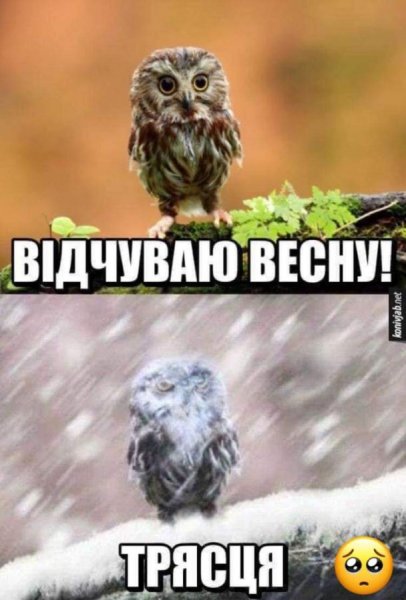 Весна мемы смешные