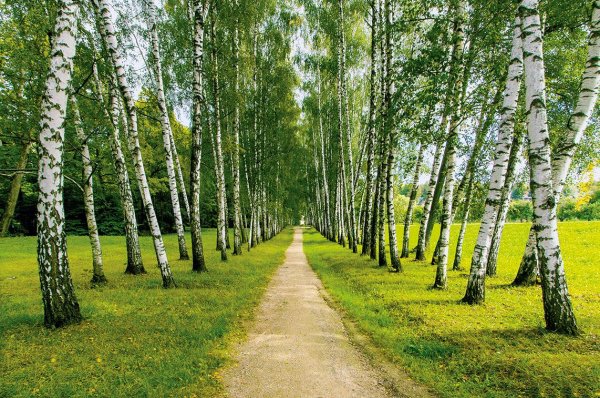 Весна березы