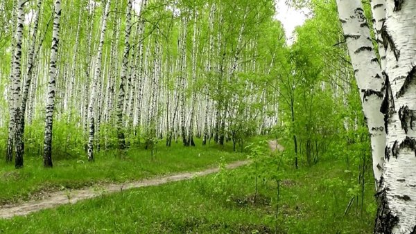 Березовая роща озеро Ивановская область