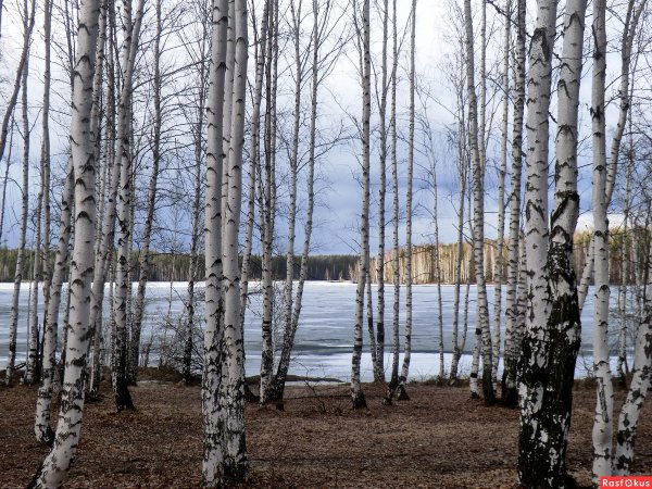 Река Березка Тверская область
