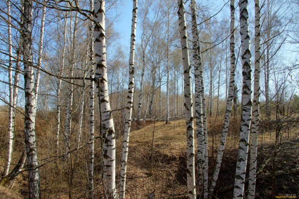 Берёзовые бруньки весной