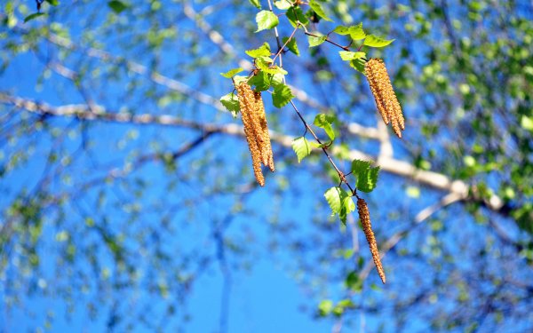 Весенняя береза