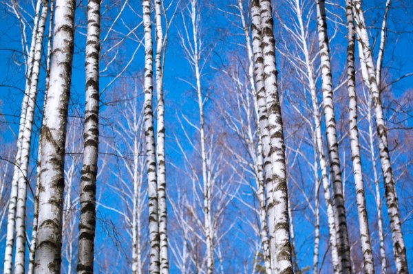 Дерево береза Весна