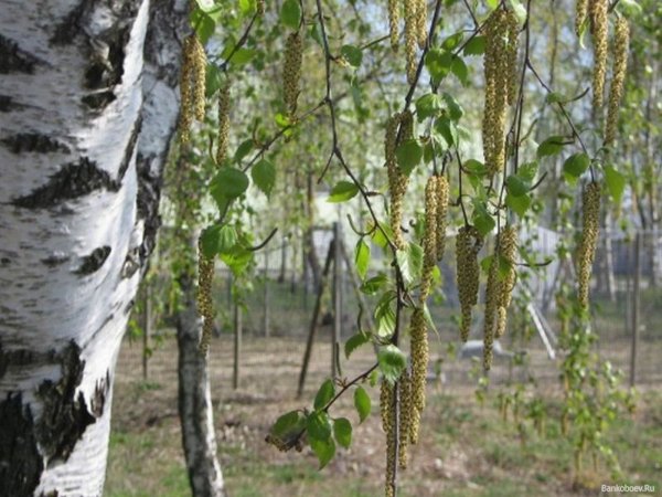 Река Волга природа береза